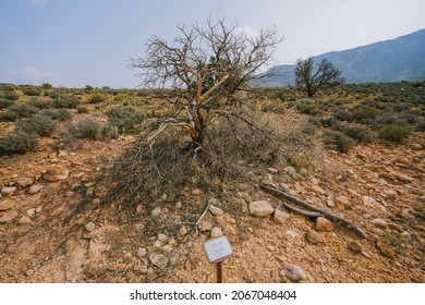 Dry Pinyon Pine (Pinus Edulis) In The Middle Of Desert In Arizona