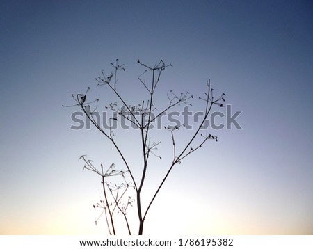 Similar – Image, Stock Photo in the evening…