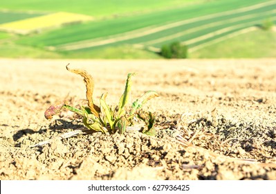 Dry Plant In Arid Field With Green Rich Farming Background - Concept Of Inequality In The Distribution Of Wealth In The World - Natural Effects In The Different Cultivation Systems