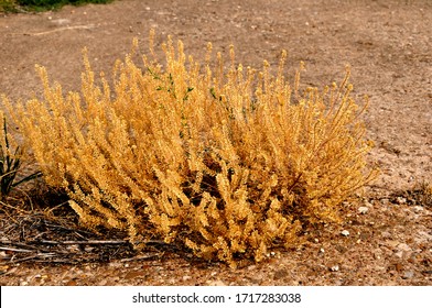 Dry Plant Breaking Through The Asphalt