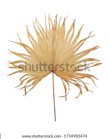 dry plant in ceamic pot isolated on white background. Details of modern boho, tropical , bohemian style