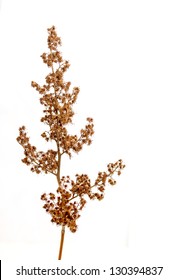 Dry Plant Grass On A White Background