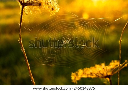 Similar – Foto Bild Kleines, haariges Blümchen im Gegenlicht