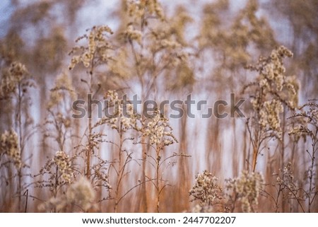 Dry plant at the hour of sunset