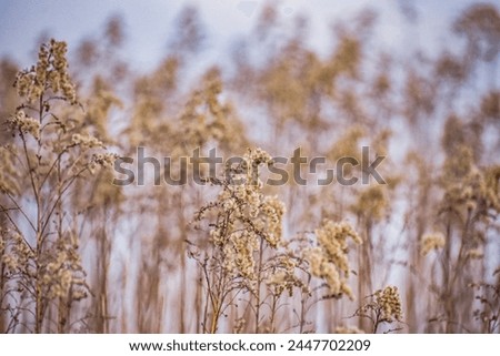 Dry plant at the hour of sunset