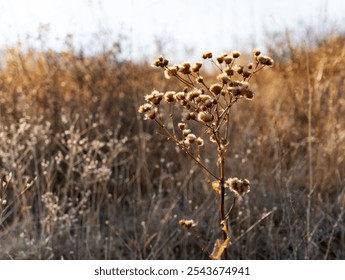 A dry plant in late autumn is a yellow thistle with dry fluffy white heads during the golden hour at sunset. - Powered by Shutterstock