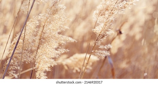 Dry plant reeds as beauty nature background, Abstract natural backdrop. Reed grass or pampas grass outdoors with daylight, life style nature scene, organic design wide banner. Soft selective focus