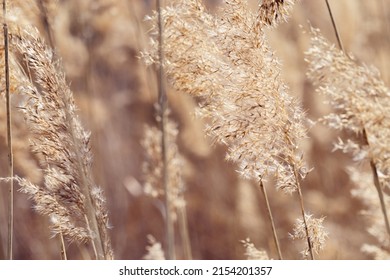 Dry plant reeds as beauty nature background, Abstract natural backdrop. Reed grass or pampas grass outdoors with daylight, life style nature scene, organic design poster. Soft selective focus