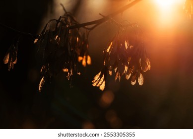 Dry plants in autumn at sunrise, background - Powered by Shutterstock