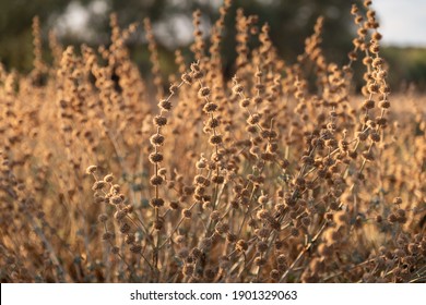 Dry plants of common horehound (Marrubium vulgare) at sunset in autumn 