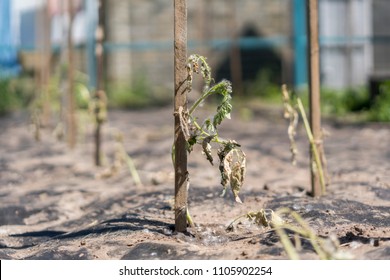 Dry plants from drought in the garden. The dried bush of a tomato. The plant withered from lack of water. World Drought. wilted pot plant. drought. dried plants