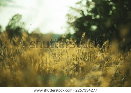 Dry plants and grass on a summer afternoon.