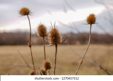 Dry Plants In The Nature, Winter Without Snow