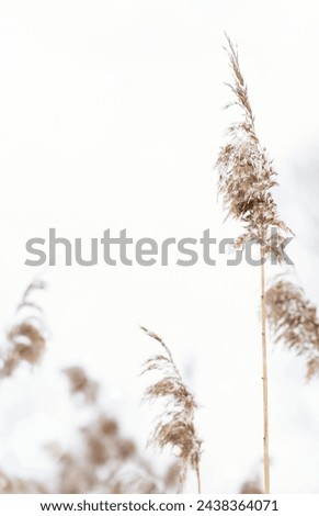 Dry plants on the lake with copy space, on a natural background. Ecology, seclusion in nature, digital decor. Selective soft focus of dry grass on the beach, reeds, stems fluttering in the wind in