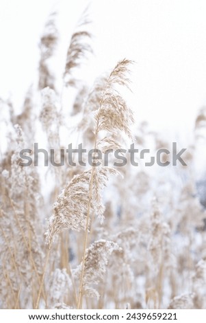 Dry plants on the lake with copy space, on a natural background. Ecology, seclusion in nature, digital decor. Selective soft focus of dry grass on the beach, reeds, stems fluttering in the wind in