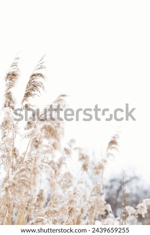 Dry plants on the lake with copy space, on a natural background. Ecology, seclusion in nature, digital decor. Selective soft focus of dry grass on the beach, reeds, stems fluttering in the wind in