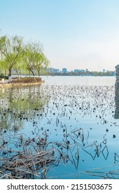 Dry Ponds And Withered Lotus Flowers In The Park