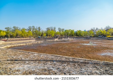 Dry Ponds And Withered Lotus Flowers In The Park