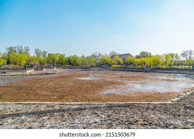 Dry Ponds And Withered Lotus Flowers In The Park