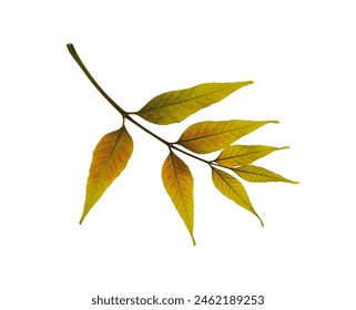 Dry pressed leaf of ash tree isolated on white background. Ideal for crafting stunning collages, heartfelt postcards, or one-of-a-kind home decor projects. - Powered by Shutterstock