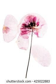 Dry, Pressed Poppy Flowers 