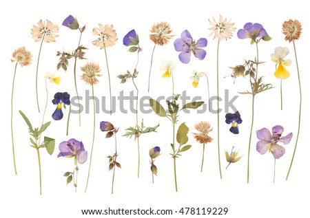 Dry pressed wild flowers isolated on white background