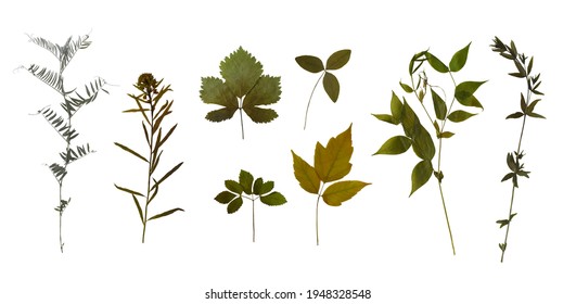 Dry pressed wild flowers, leaves and plants isolated on white background. Botanical collection