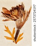 Dry pulsatilla vernalis - spring of pasqueflower or artic violet  against white background , herbarium with evergreen perennial flower  growing in the high mountains