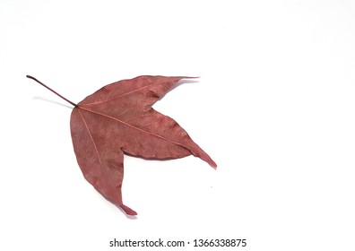 Dry red maple leaf isolated on white background.