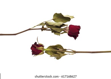 Dry red rose isolated on white background, with clipping path