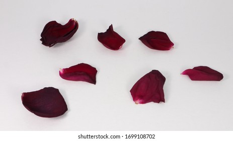 Dry Red Rose Pedals Isolated On White BG