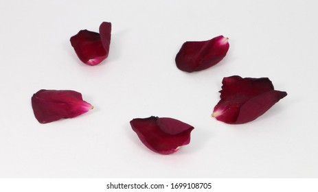 Dry Red Rose Pedals Isolated On White BG