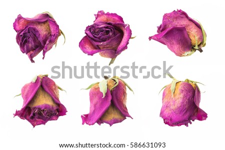 Dry red rosebuds collection, isolated on white background.