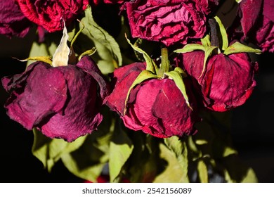 Dry red roses close up. Bouquet of dead roses in a vase. Dead dried flower heads. - Powered by Shutterstock