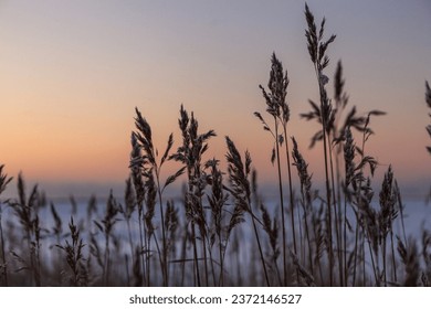 Dry reed covered with frost. High frozen stalks of reeds on the shore of a sea. Winter, silent dusk colors. - Powered by Shutterstock