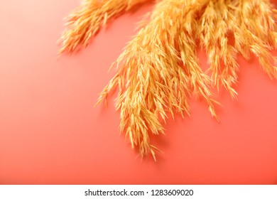 Dry Reed On Coral Background