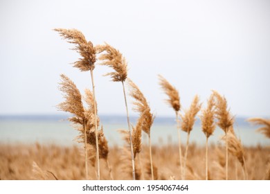 Dry reed on the lake, reed layer, reed seeds. Golden reed grass, pampas grass. Abstract natural background. Beautiful pattern with neutral colors. Minimal, stylish, trend concept.
