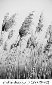 Dry reed outdoor in  colors, reed layer, reed seeds. Black and white reed grass, pampas grass. Abstract natural background. Beautiful pattern with neutral colors. Minimal, stylish, trend