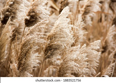Dry reed outdoor in light pastel colors, reed layer, reed seeds. Beige reed grass, pampas grass. Abstract natural background. Beautiful pattern with neutral colors. Minimal, stylish, trend