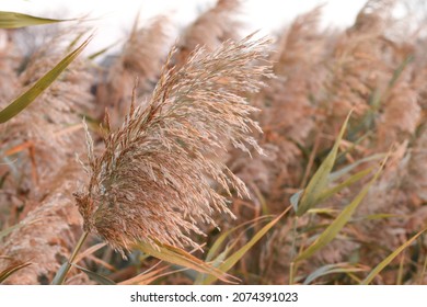 Dry reed outdoor in light pastel colors. Beige reed grass, pampas grass. Abstract natural background. Minimal, stylish, trend 