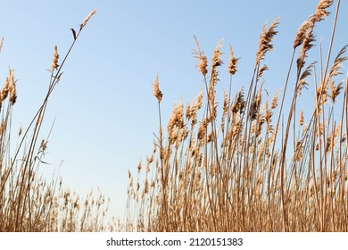 Dry reed outdoor in light pastel colors. Beige reed grass, pampas grass.  Minimal stylish trend. Selective focus.