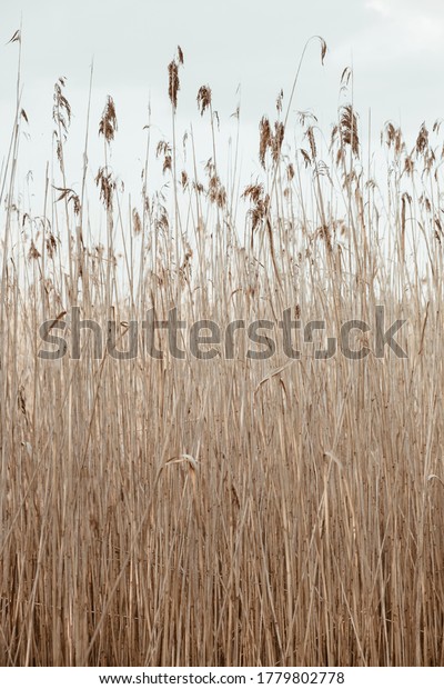 Dry reed stalks field. Minimal nature\
landscape background.