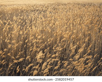 Textura caña seca la