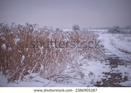 Dry reed in the winter season. Phragmites australis covered in snow on a cloudy day