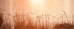 Dry Reedmace Or Cattail Bulrush Plant With Fluffy Spikes Growing At Sunset On River Bank. Landscape And Environment Concept.