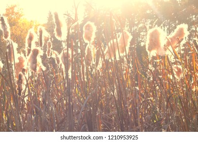 Dry reeds grass at sunset. Landscape of reeds grass background. Autumn reeds grass background. - Shutterstock ID 1210953925