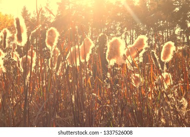 Dry reeds grass at sunset. Landscape of reeds grass background. Autumn reeds grass background - Shutterstock ID 1337526008