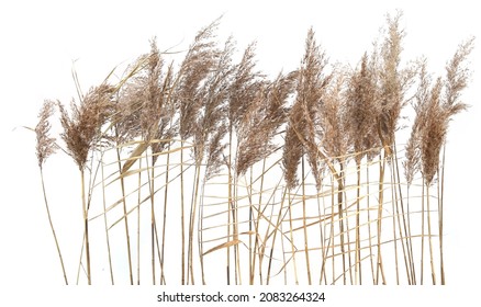 Leche seca aislada sobre fondo blanco  Flores de hierba seca y esponjosas Phragmitas  hierbas otoñales o invernales 