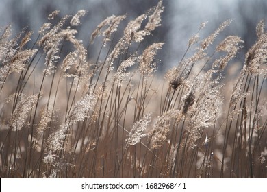 Dry reeds at the lake, reeds, reeds. Golden reeds in the sun in autumn. Abstract natural background.