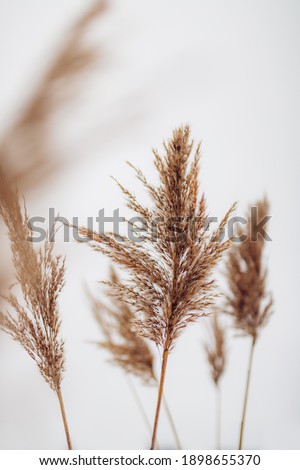 Dry reeds on white background. Abstract dry grass flowers, herbs.
